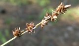 genus Carex