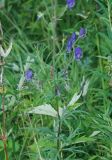 Aconitum baicalense