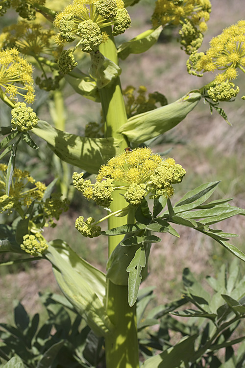 Image of genus Ferula specimen.