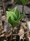 Paris quadrifolia