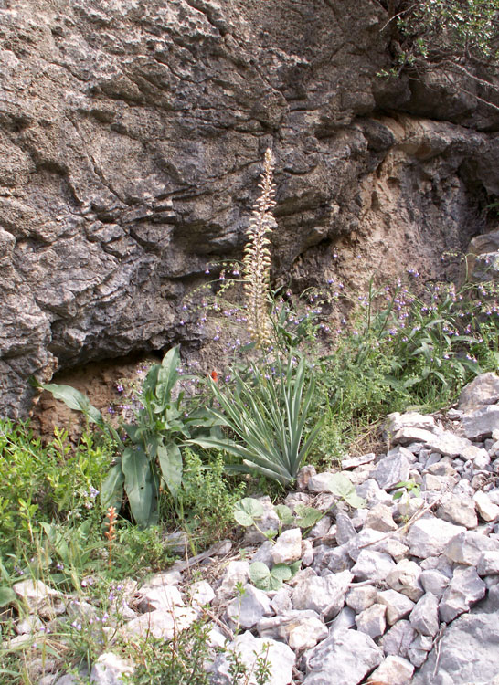 Изображение особи Eremurus comosus.