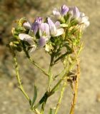 Medicago transoxana. Соцветие-соплодие. Копетдаг, Чули. Июнь 2011 г.