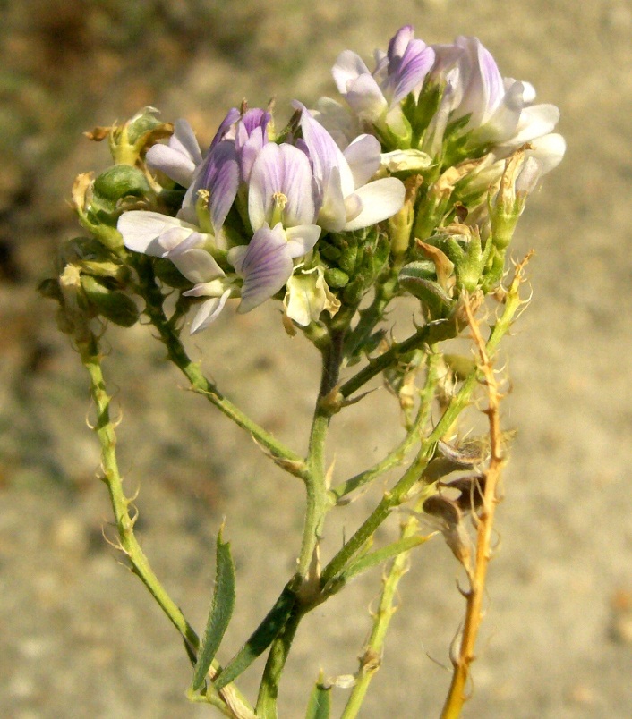 Изображение особи Medicago transoxana.