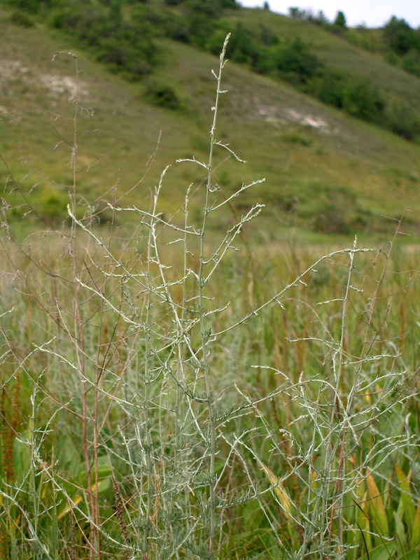 Image of Artemisia santonicum specimen.