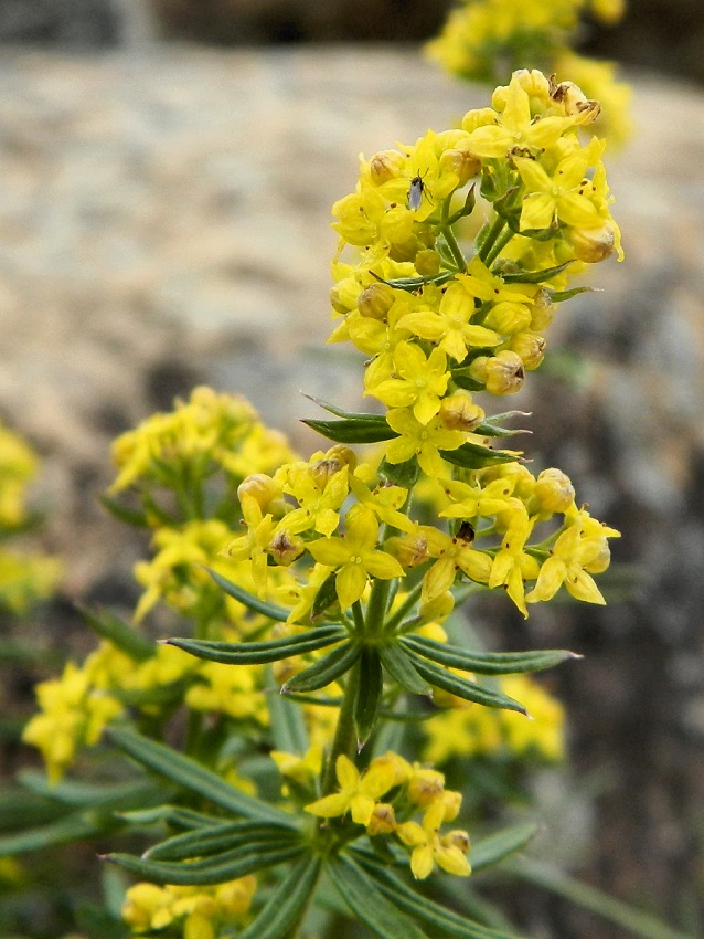 Изображение особи Galium densiflorum.