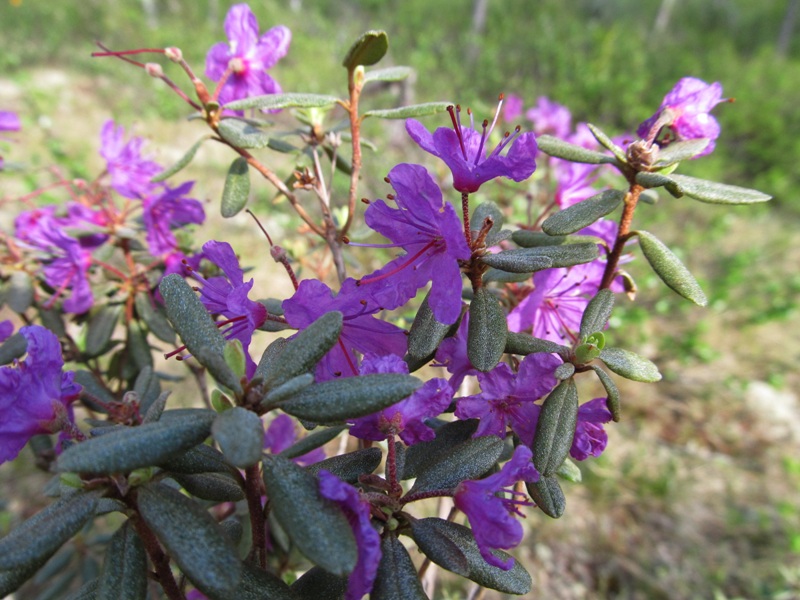 Изображение особи Rhododendron parvifolium.