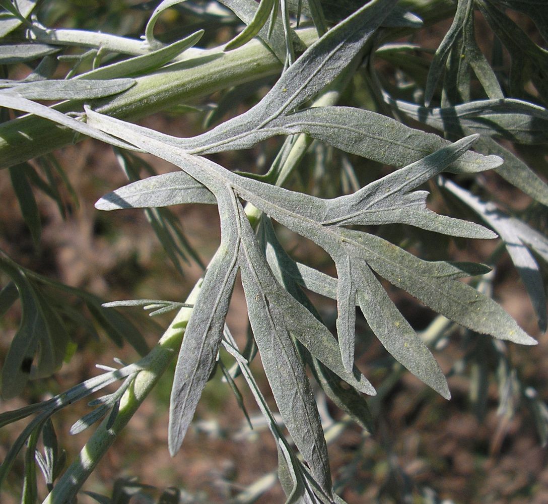 Изображение особи Artemisia absinthium.