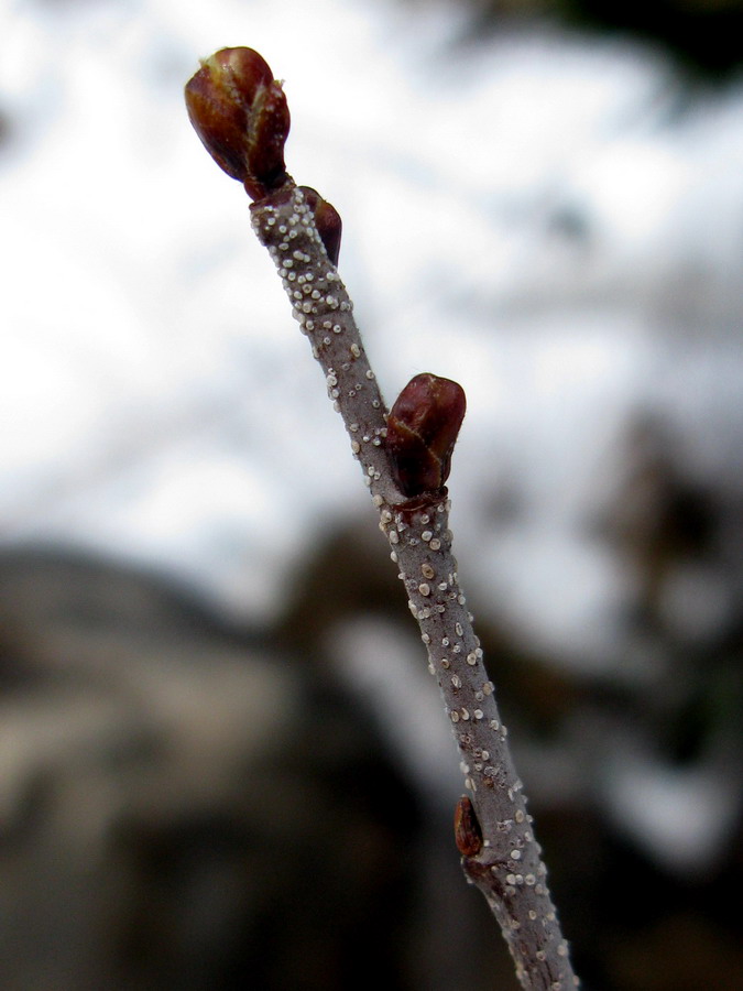 Image of Betula rotundifolia specimen.