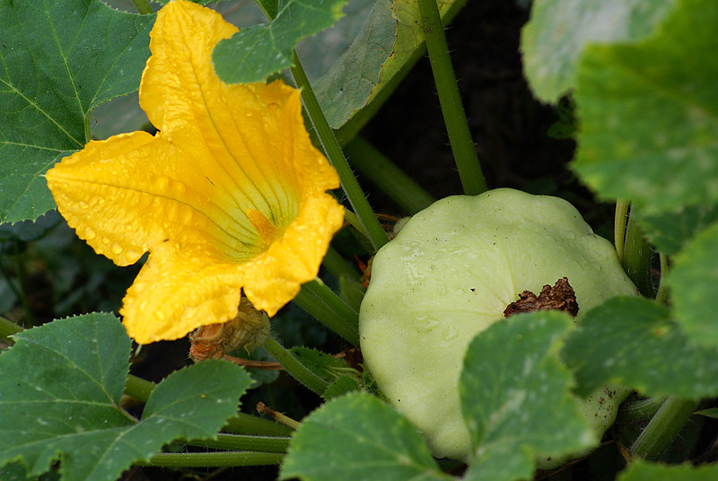 Image of Cucurbita pepo var. melopepo specimen.