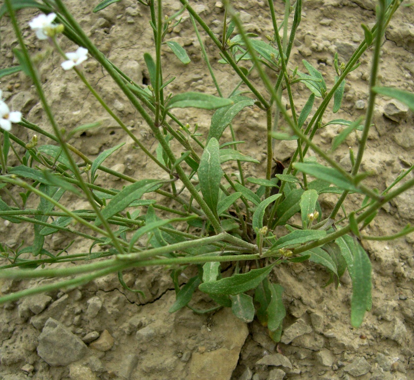 Изображение особи Neotorularia dentata.