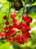 Ribes rubrum. Соплодие со зрелыми плодами. Смоленская обл., Смоленский р-н, пос. Каспля, в культуре. 08.07.2011.