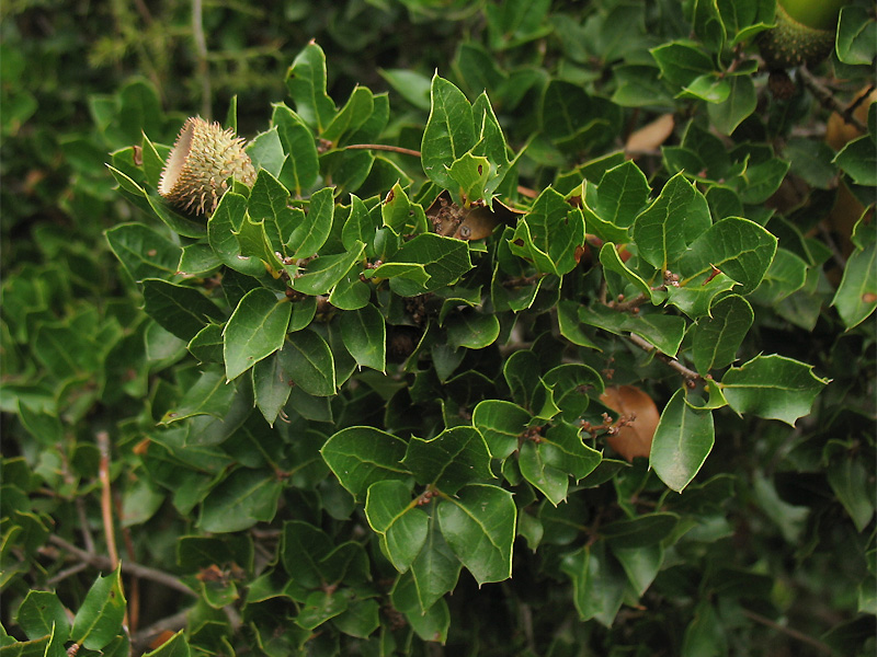 Изображение особи Quercus coccifera.