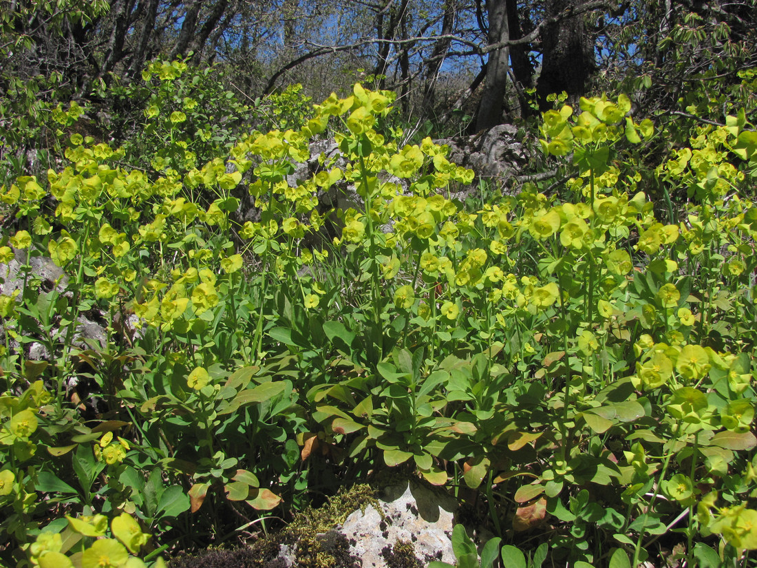 Изображение особи Euphorbia amygdaloides.