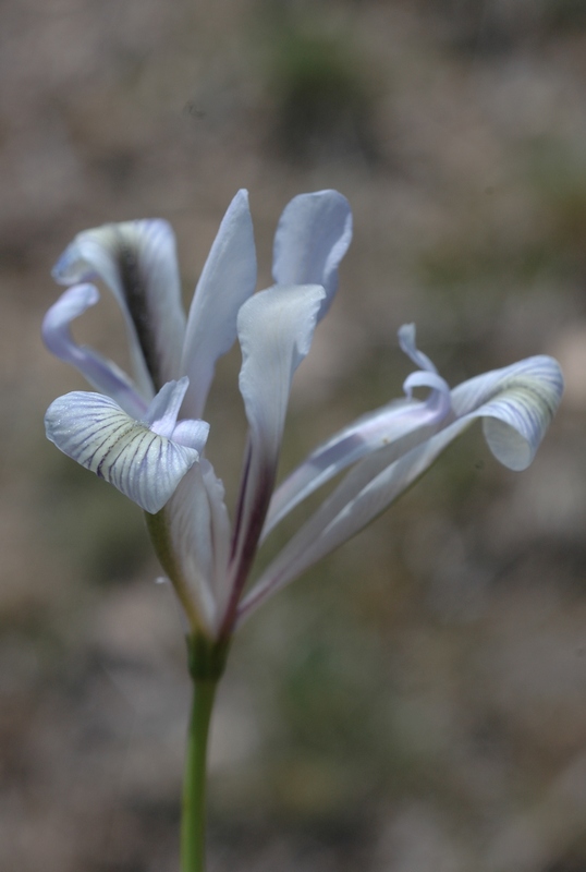 Image of Iris loczyi specimen.