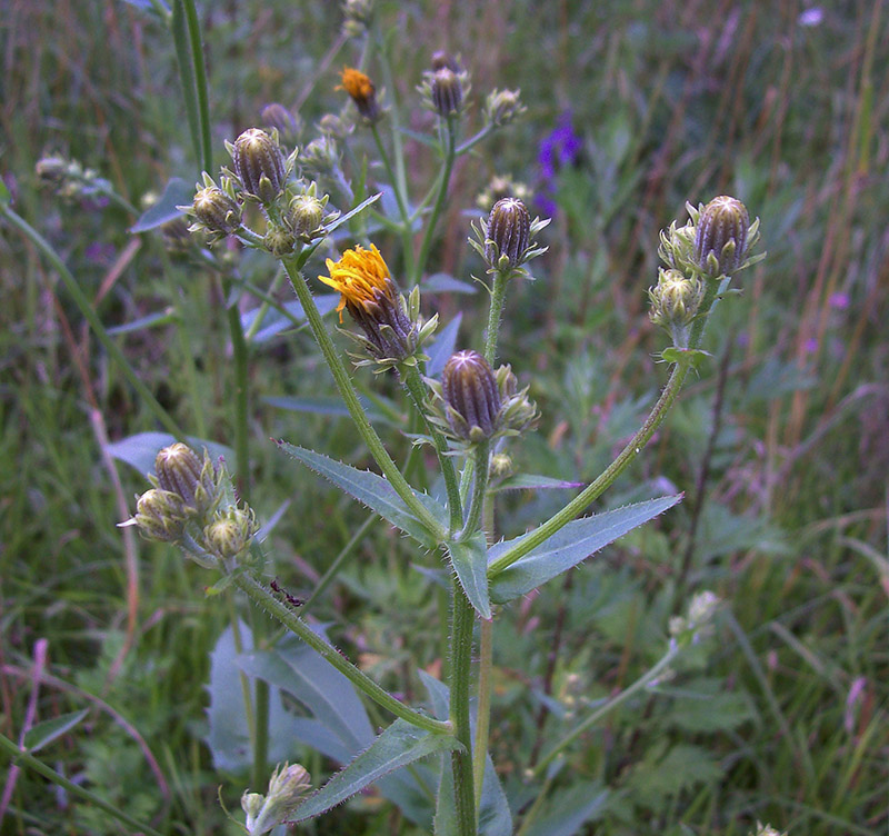 Image of Picris hieracioides specimen.