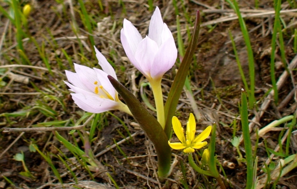 Image of Colchicum szovitsii specimen.
