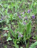 Pulmonaria angustifolia. Цветущее растение. Московская обл., Зарайский р-н, долина р. Осетрик. 13.05.2012.