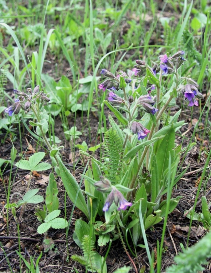 Image of Pulmonaria angustifolia specimen.