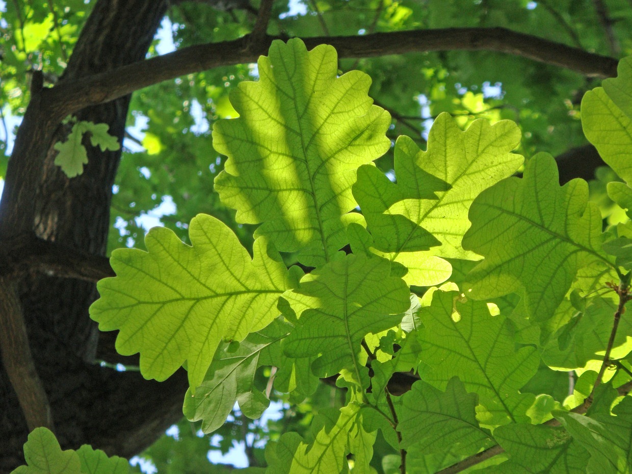 Изображение особи Quercus robur.