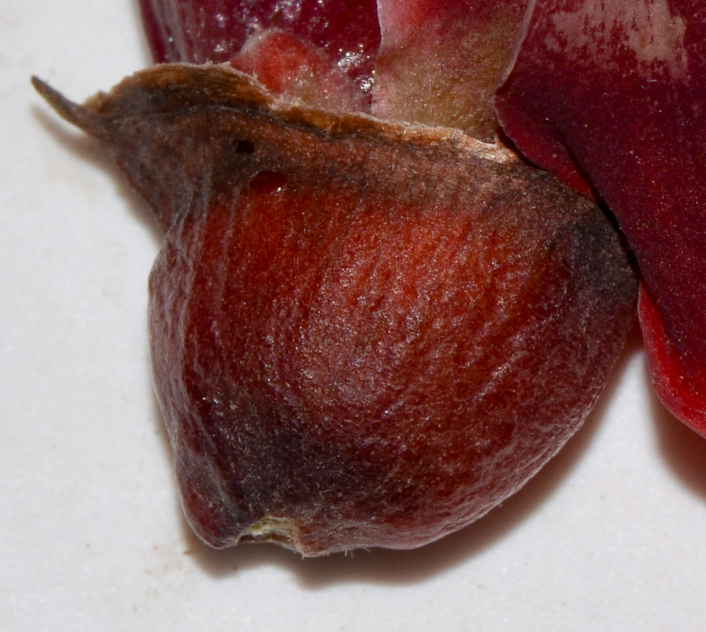 Image of Erythrina crista-galli specimen.
