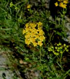 Achillea glaberrima. Соцветие. Украина, Донецкая обл., Володарский р-н, заповедник \"Каменные могилы\". 02.06.2012.