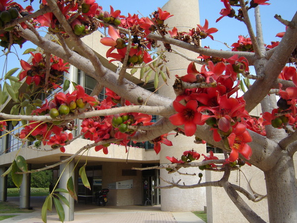 Image of Bombax ceiba specimen.