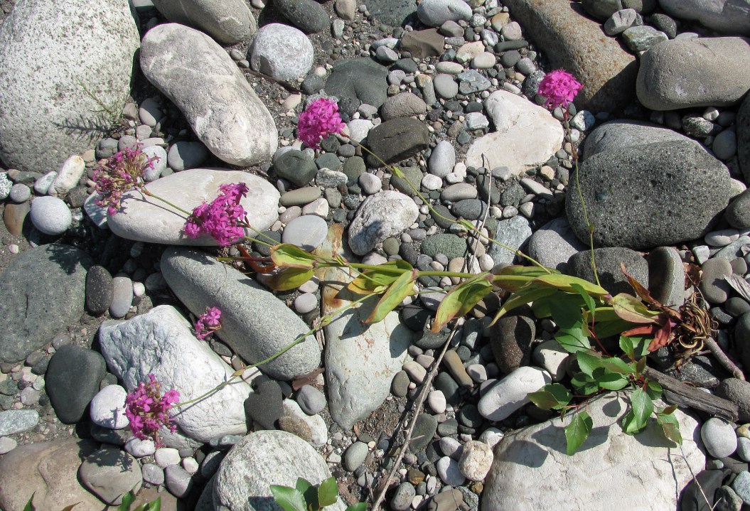 Image of Silene compacta specimen.