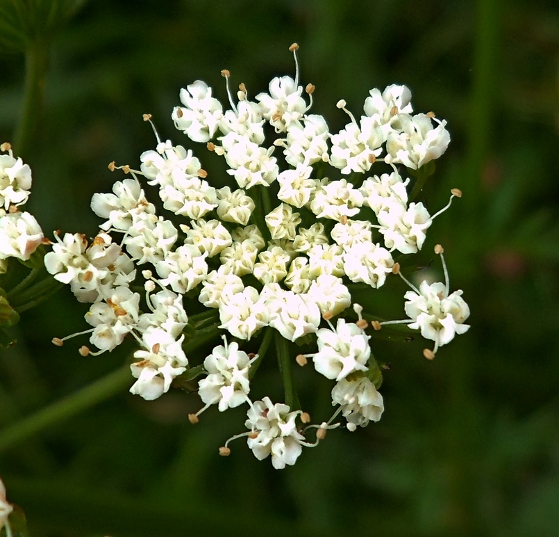 Изображение особи Selinum carvifolia.