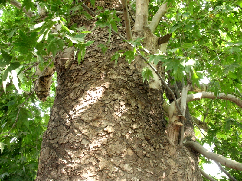 Изображение особи Platanus orientalis.