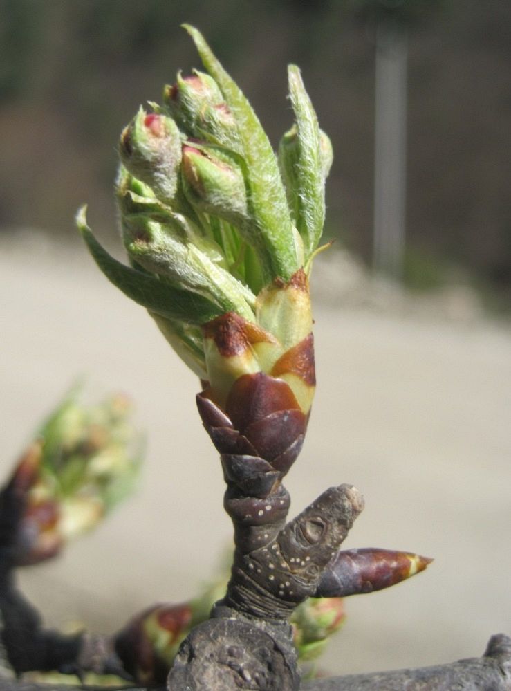 Изображение особи Malus orientalis.