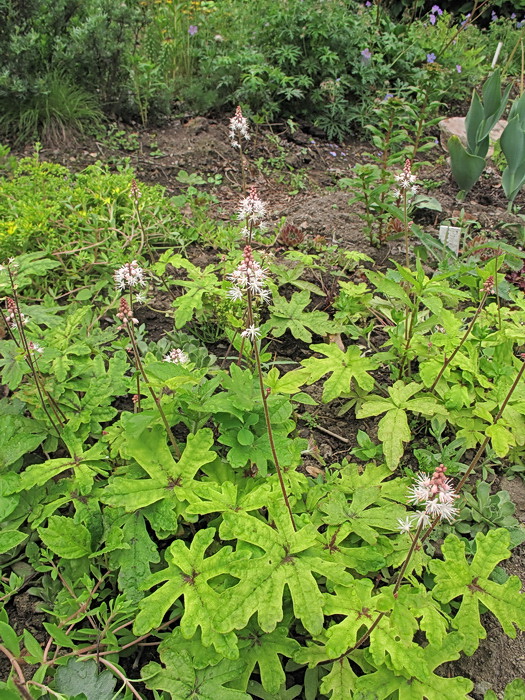 Image of Tiarella cordifolia specimen.