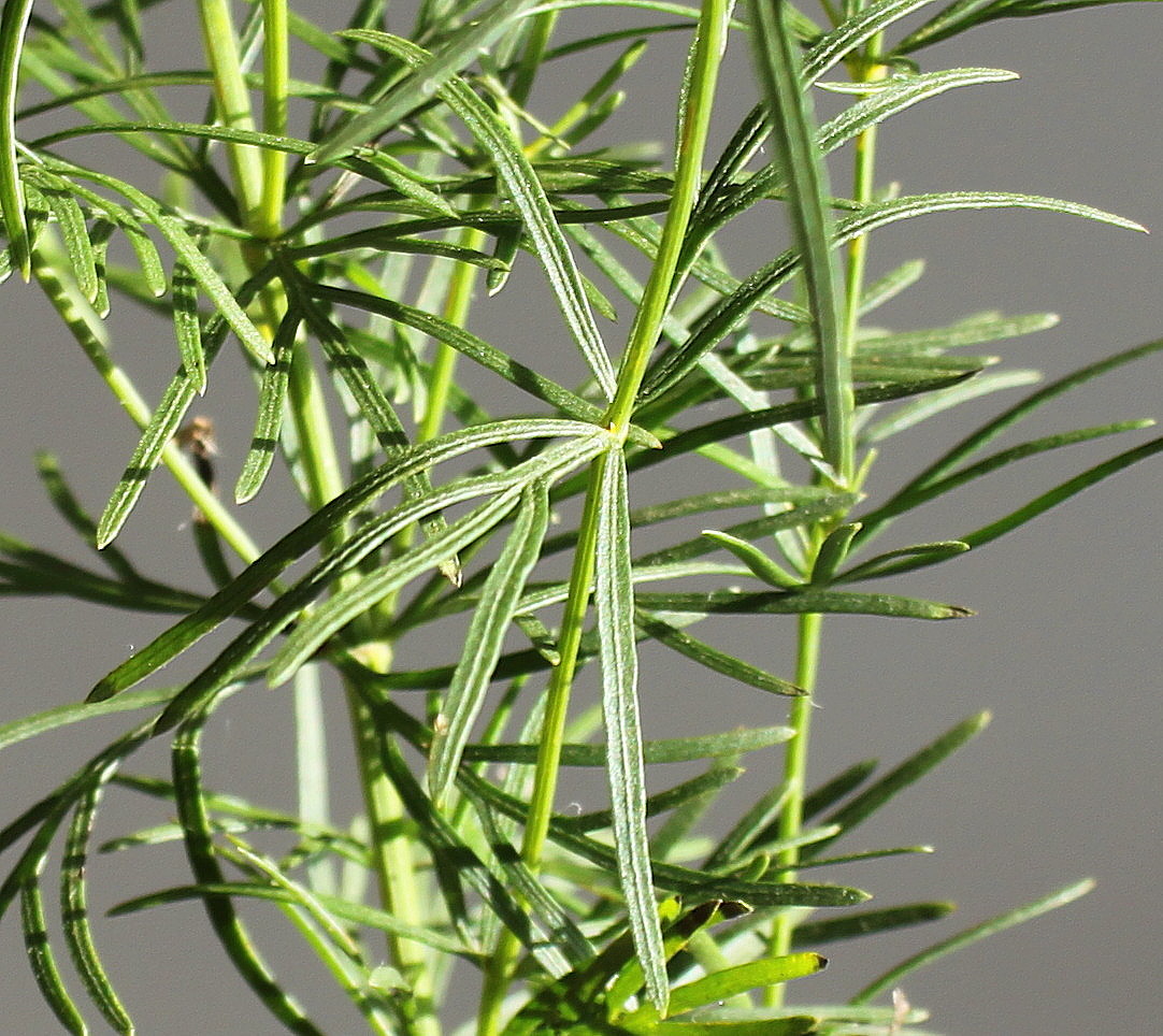 Изображение особи Coreopsis verticillata.