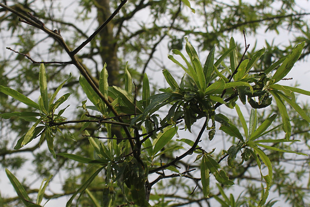 Изображение особи Quercus phellos.