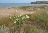 Alcea rugosa. Цветущее растение. Крым, Керченский п-ов, Караларская степь, окр. пос. Курортное, прибрежная зона. 9 августа 2012 г.