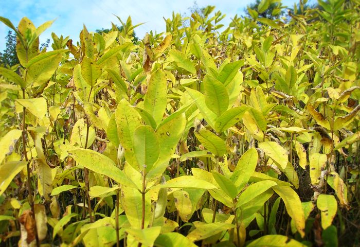 Изображение особи Asclepias syriaca.