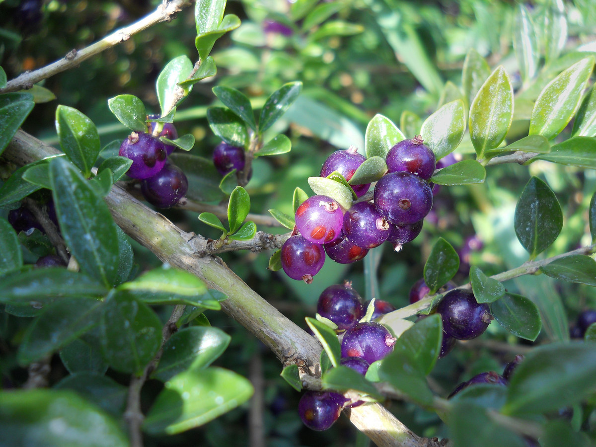 Image of Lonicera ligustrina var. pileata specimen.