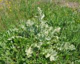 Verbascum undulatum