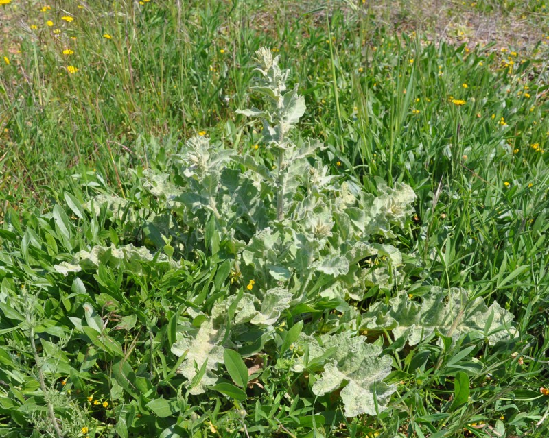 Image of Verbascum undulatum specimen.