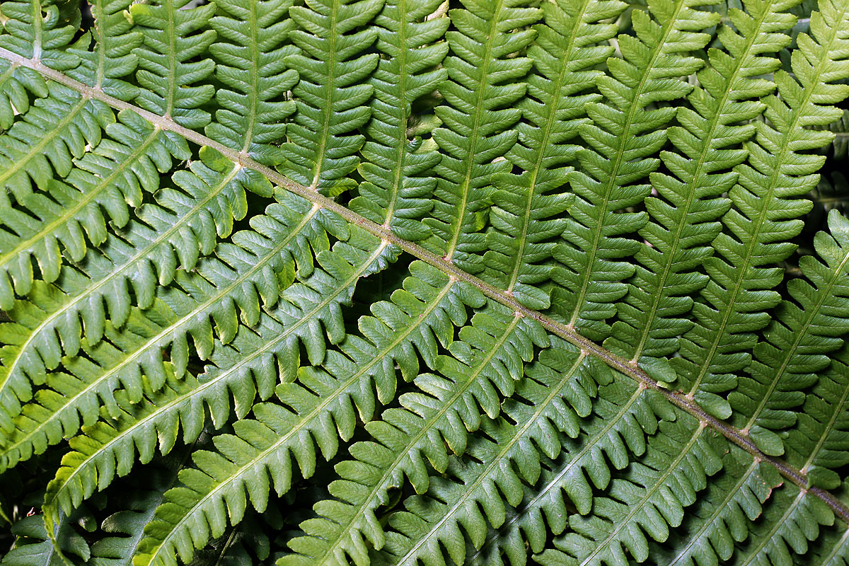 Image of Matteuccia struthiopteris specimen.