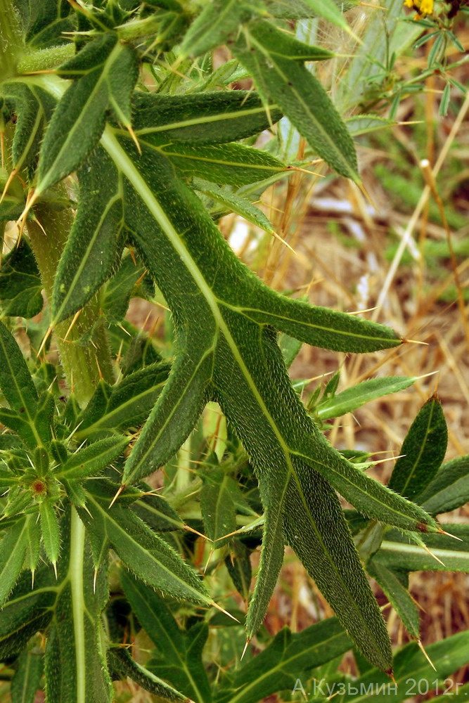 Изображение особи Cirsium serrulatum.