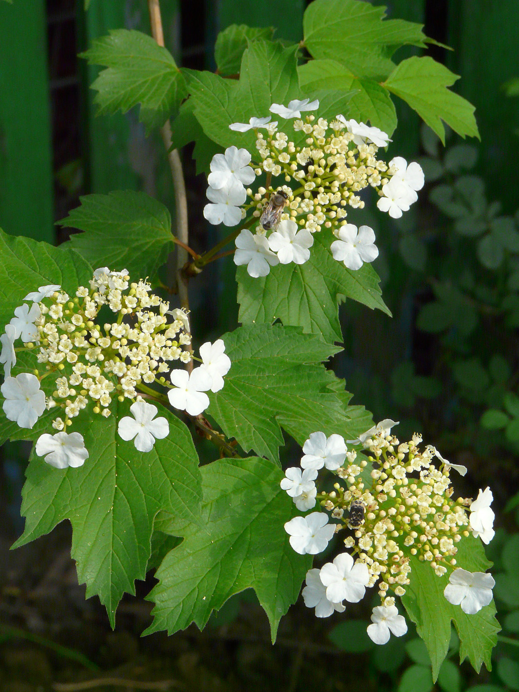 Изображение особи Viburnum opulus.