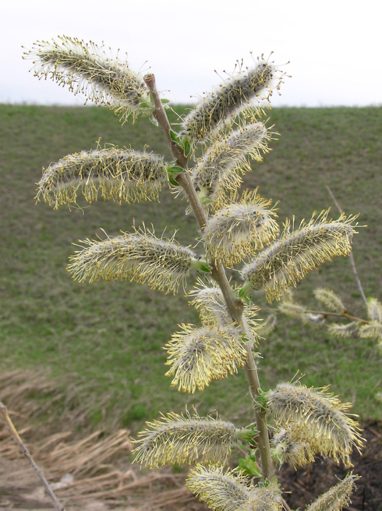 Изображение особи Salix cinerea.