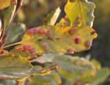 Quercus boissieri. Лист с галлами. Israel, Upper Galilee, Mount Meron. 10.10.2006.