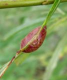 Salix viminalis