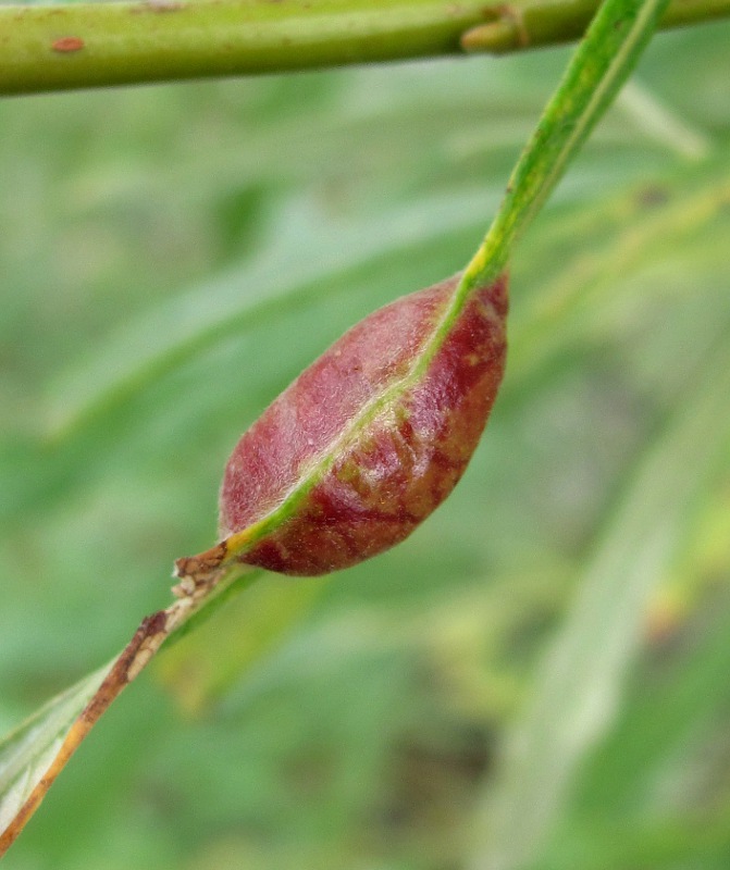 Изображение особи Salix viminalis.