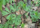 Corydalis solida. Отцветшее растение в широколиственном лесу. Самара, Сокольи горы. 09.05.2009.