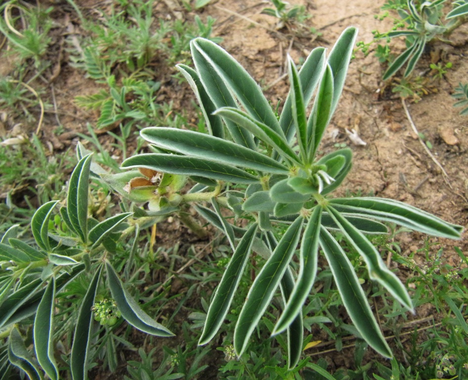 Изображение особи Thermopsis lanceolata.