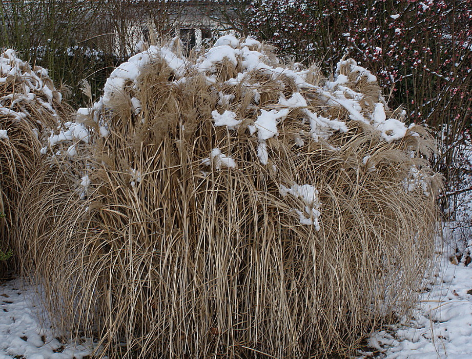 Изображение особи Miscanthus sinensis.