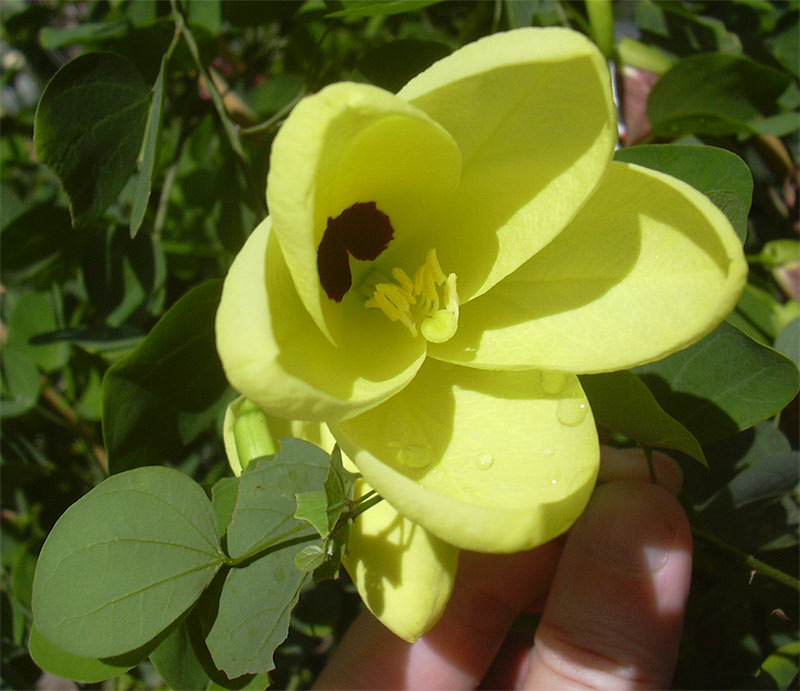 Image of Bauhinia tomentosa specimen.