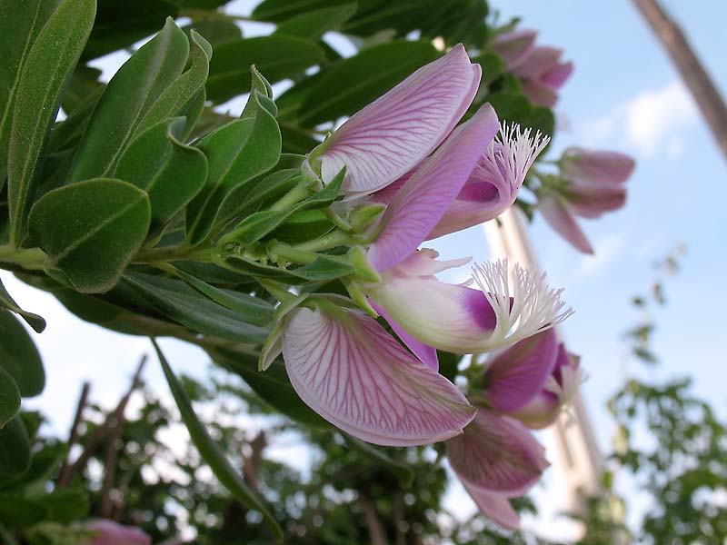 Изображение особи Polygala myrtifolia.